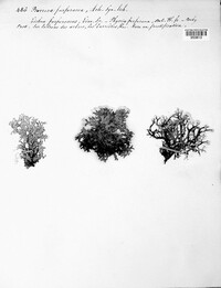 Pseudevernia furfuracea image